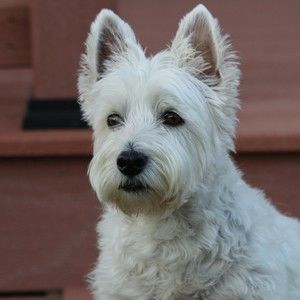 Meet your Posher, Boyce